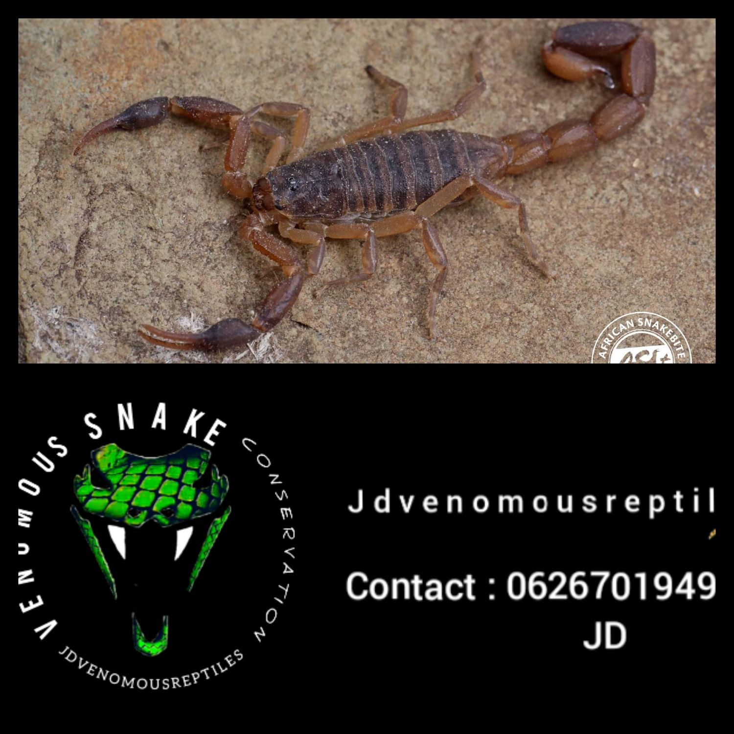 Pseudolychas Ochraceus