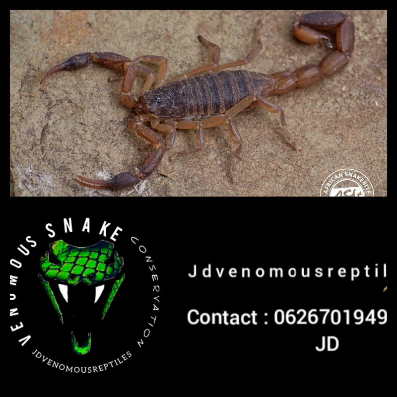 Pseudolychas Ochraceus