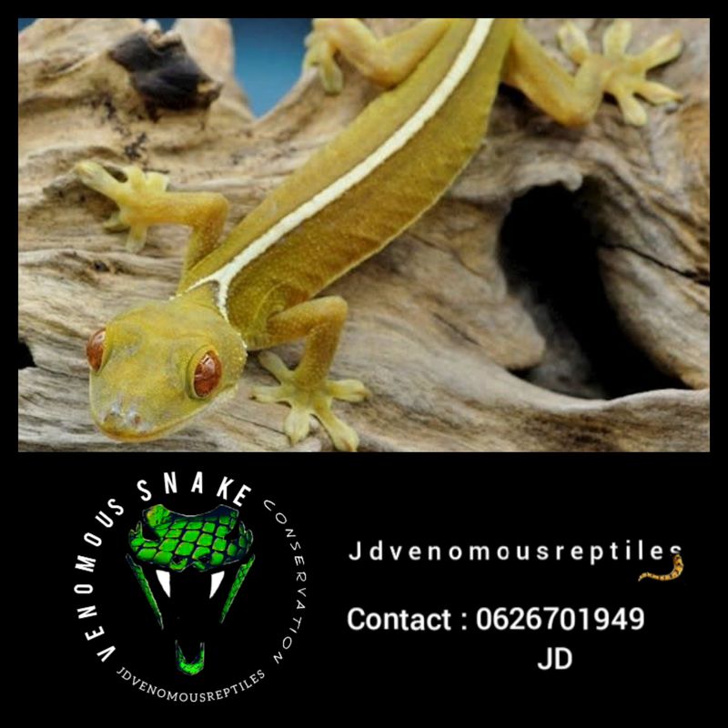 White Line Gecko