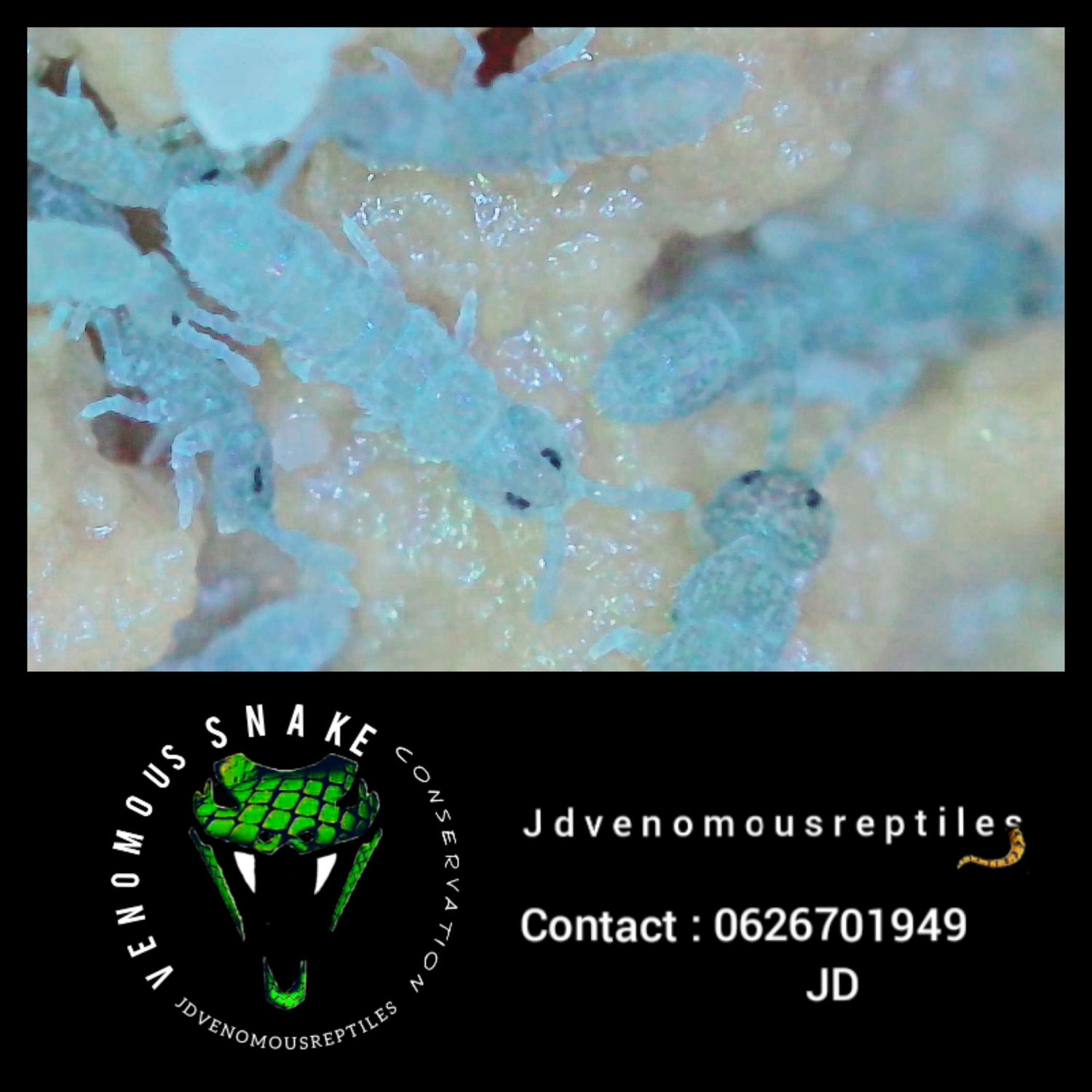 Proisotoma Minuta "Podura Blue"