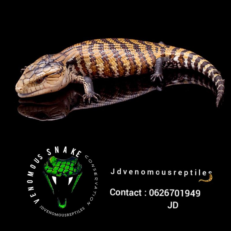 Aru Blue Tongue Skink