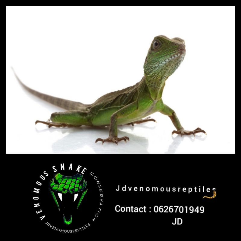 Chinese Water Dragon