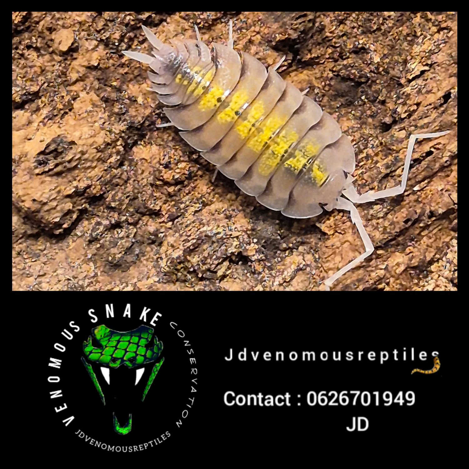Porcellio Bolivari