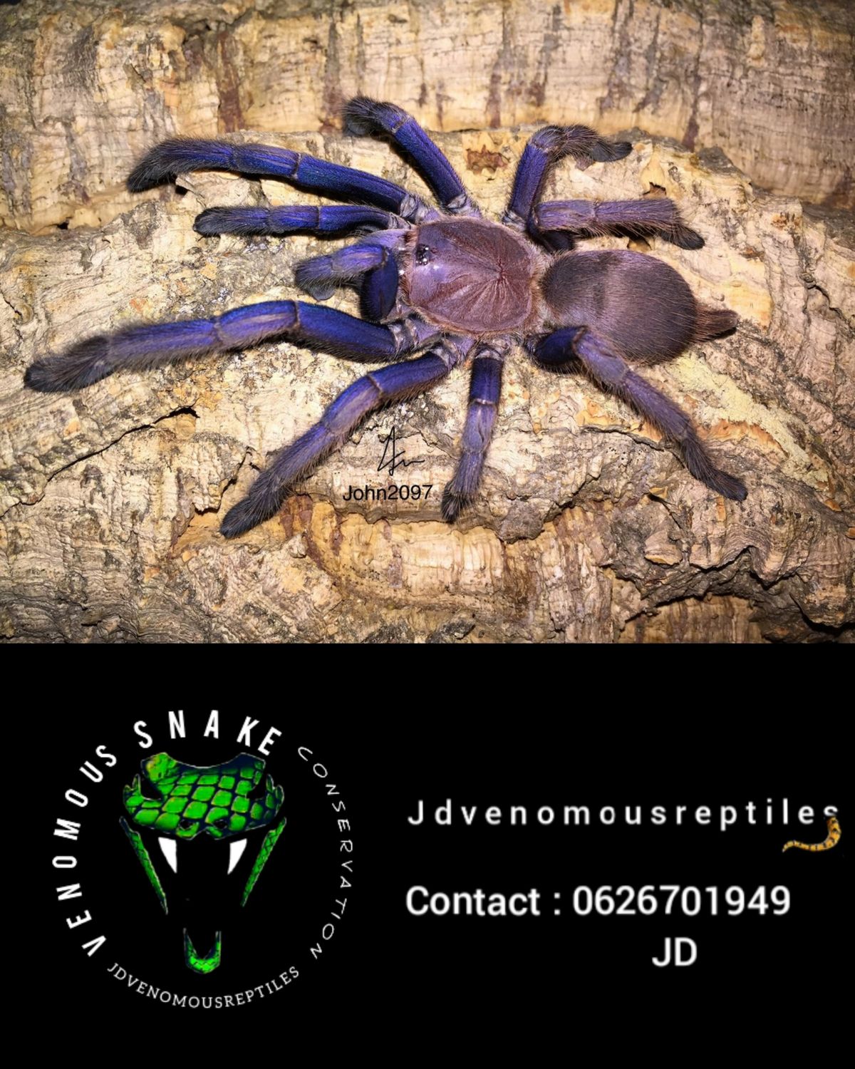 Chilobrachys Dyscolus "Vietnam" MM