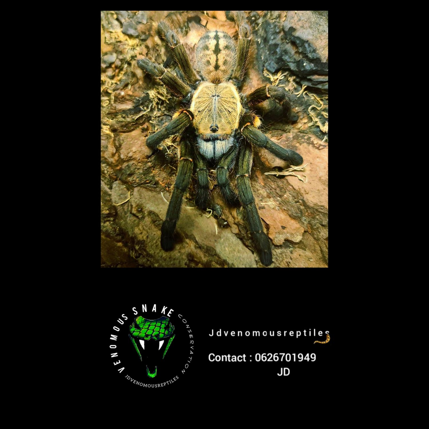Onithoctinae Sp. Nhen Dep Pair