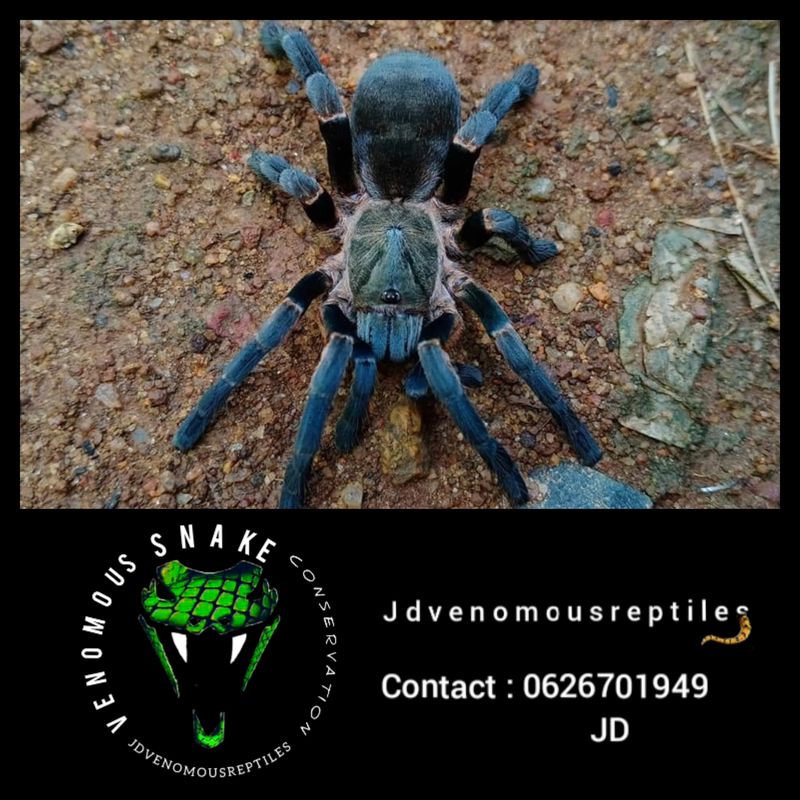 Ornithoctoninae Sp. Long Na