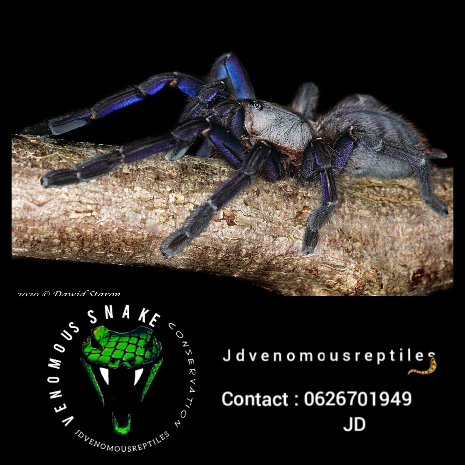 Ornithoctoninae Sp Phan Cay Blue