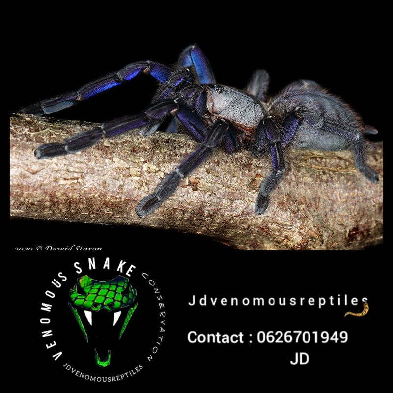Ornithoctoninae Sp Phan Cay Blue