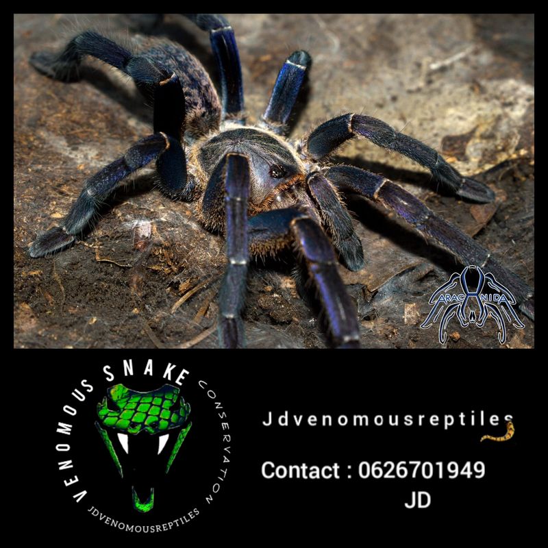 Melopoeus Longipes