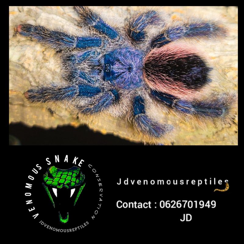 Avicularia Juruensis