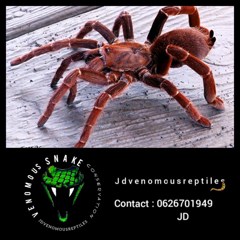 Pelinobius Muticus