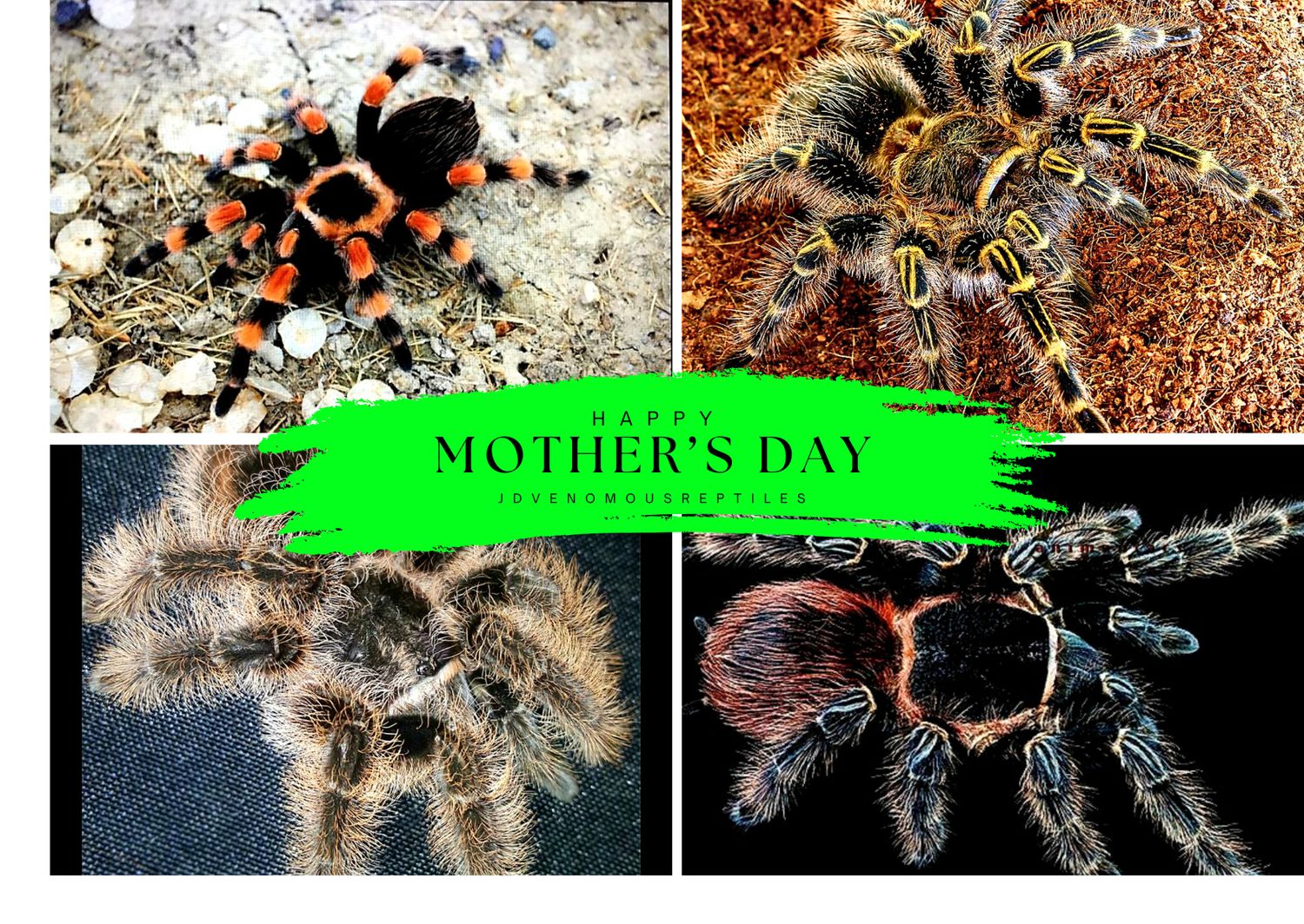 Tarantula Combo