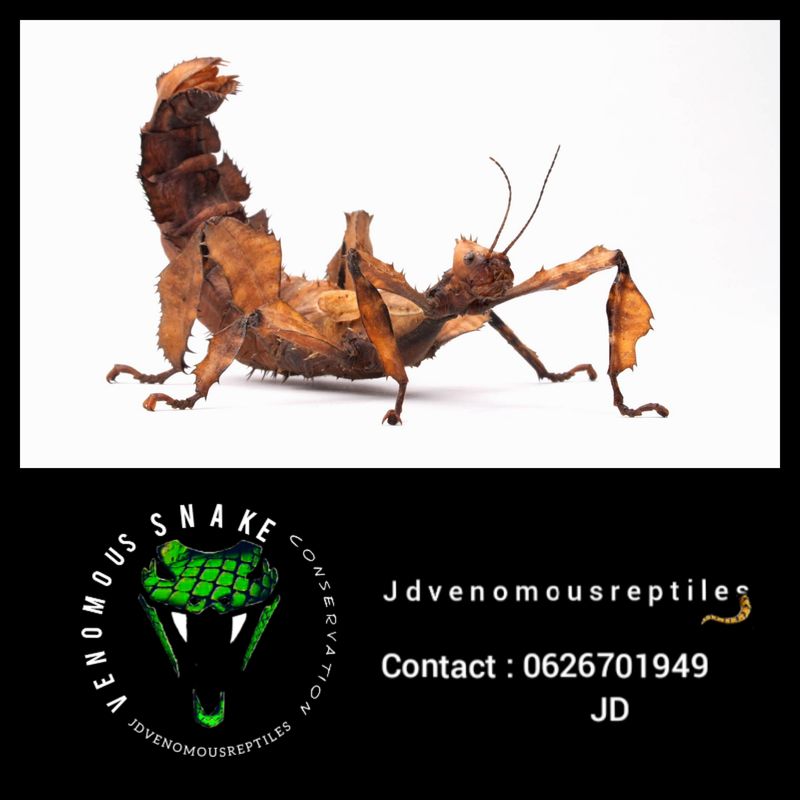 Australian Spiny Stick Insects