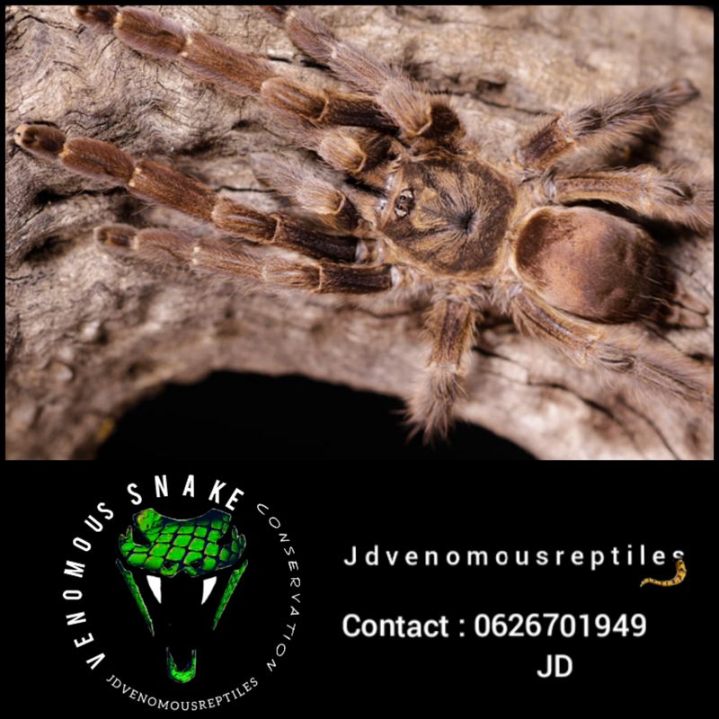 Psalmopoeus Pulcher