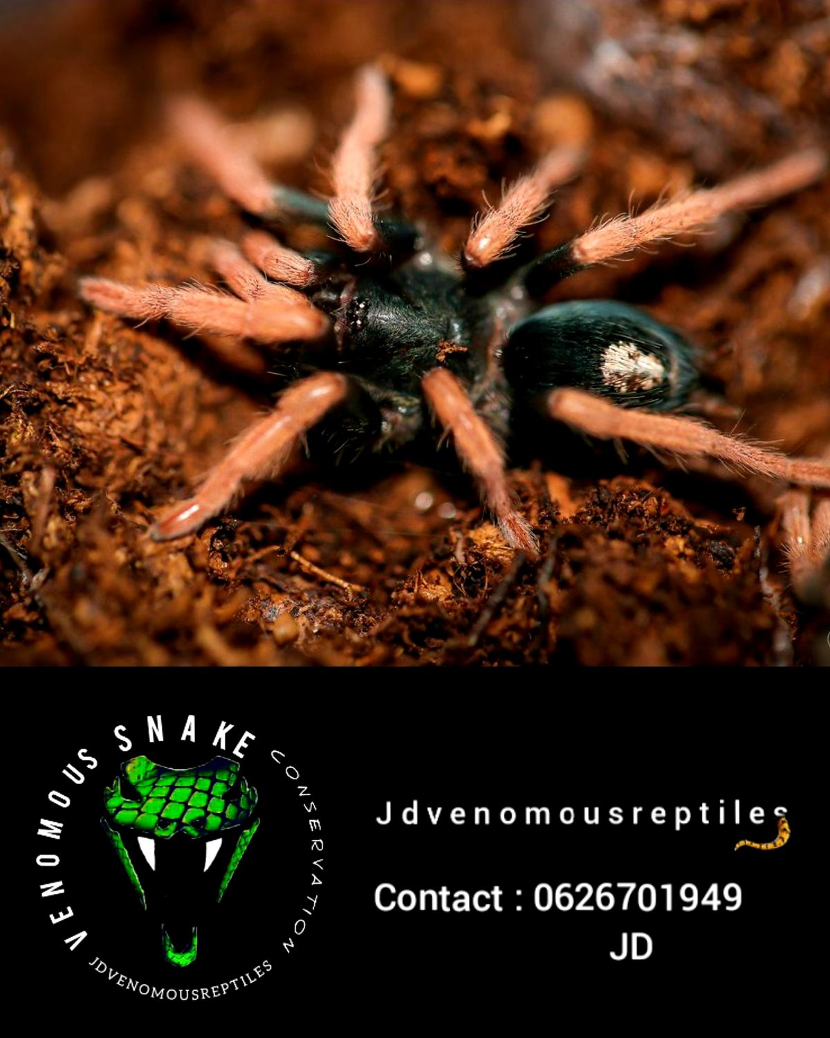 Kociana Brunnipes 