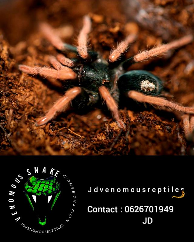 Kociana Brunnipes 