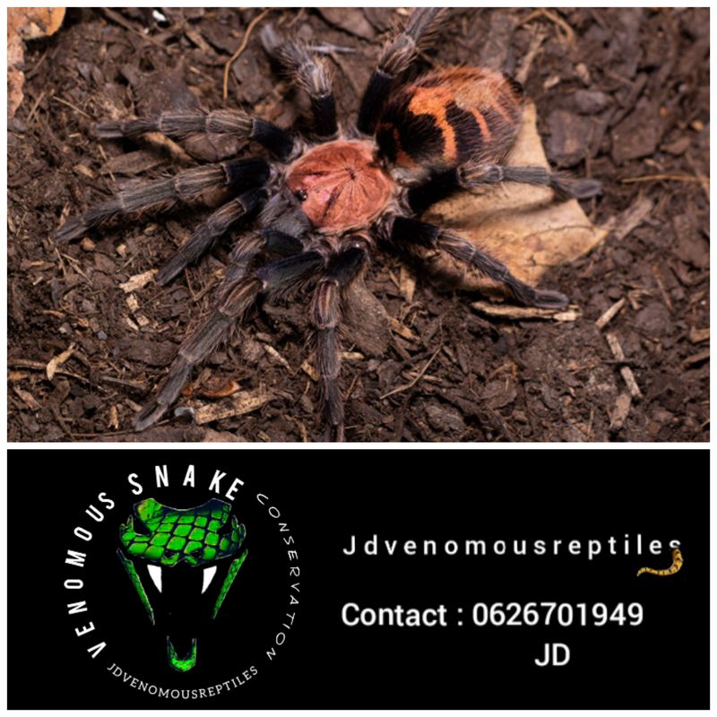 Davus Pentaloris
