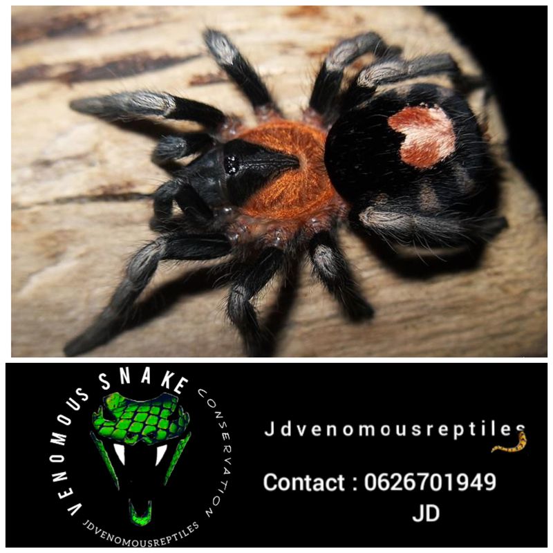 Cyriocosmus Elegans