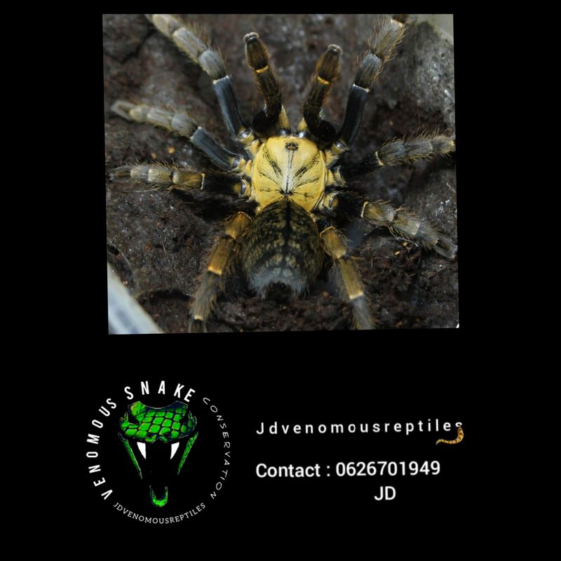 Ornithoctininae Sp Ho Chi Minh