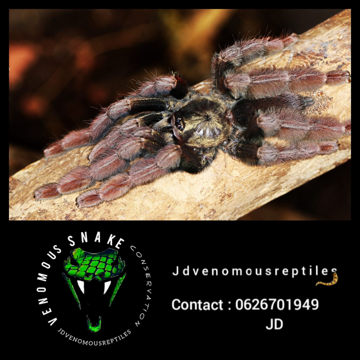 Psalmopoeus Ecclesiasticus
