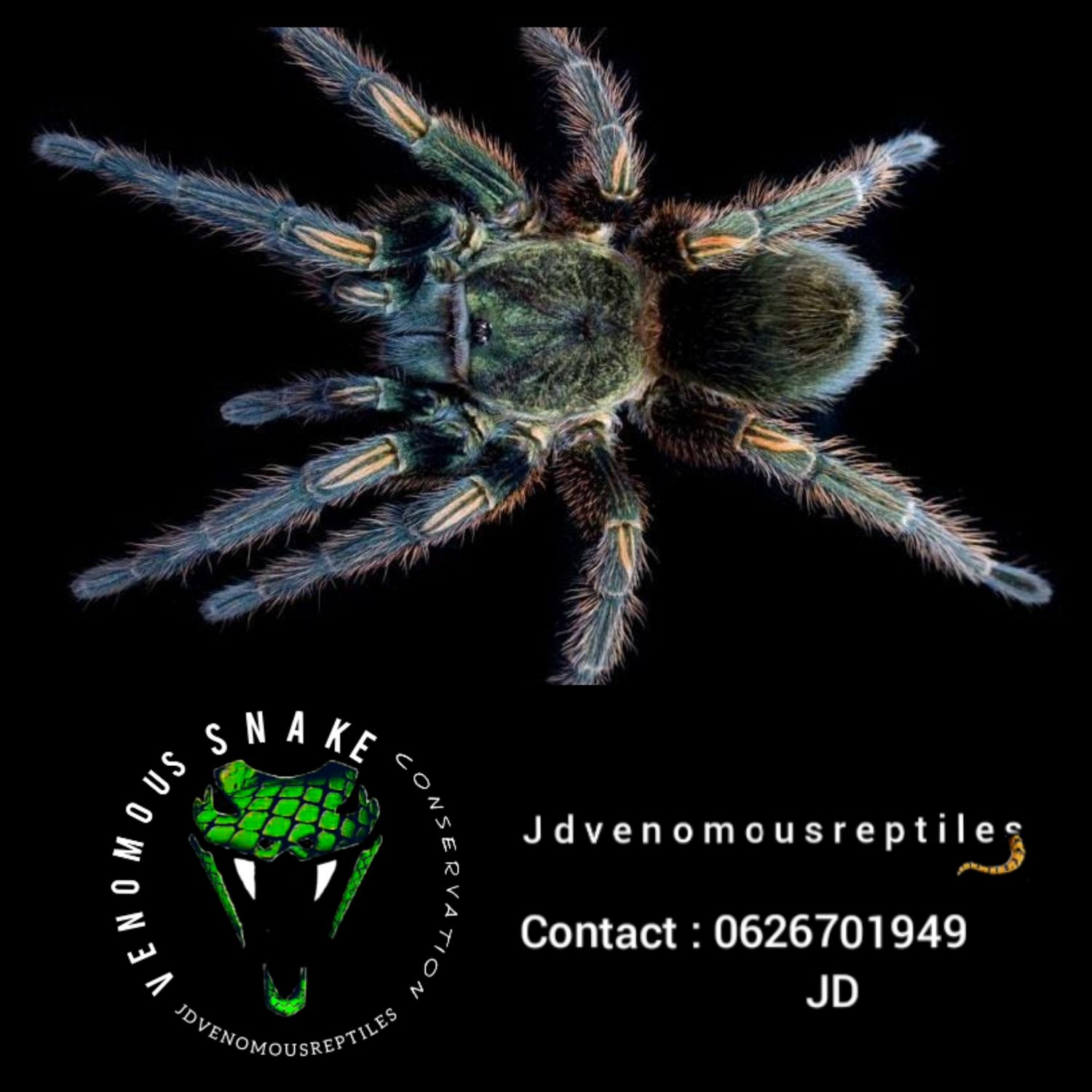 Ewok Pruriens Pair