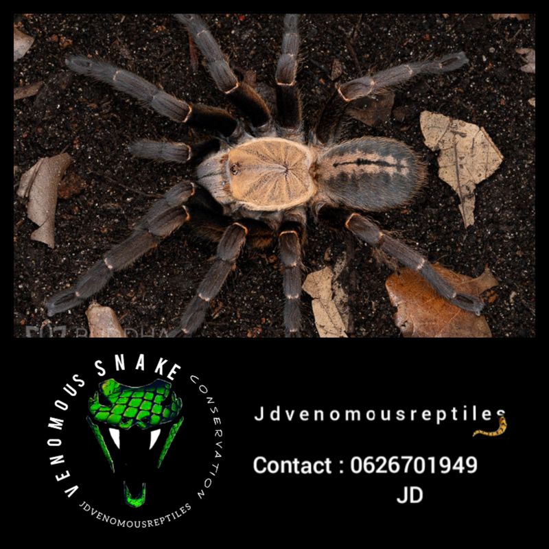 Melopoeus Sp. Bach Ma Pair