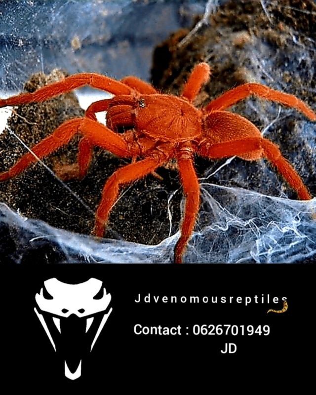 Selenobrachys Phillipinus MM