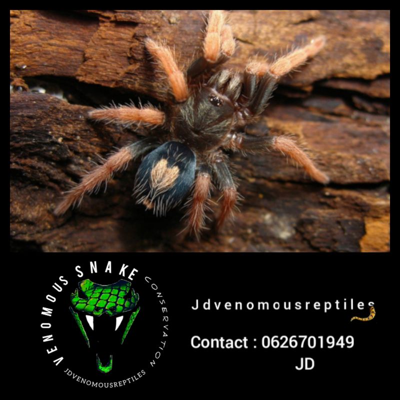 Cyriocosmus Aueri