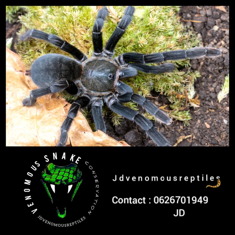 Melopoeus Minax Pair