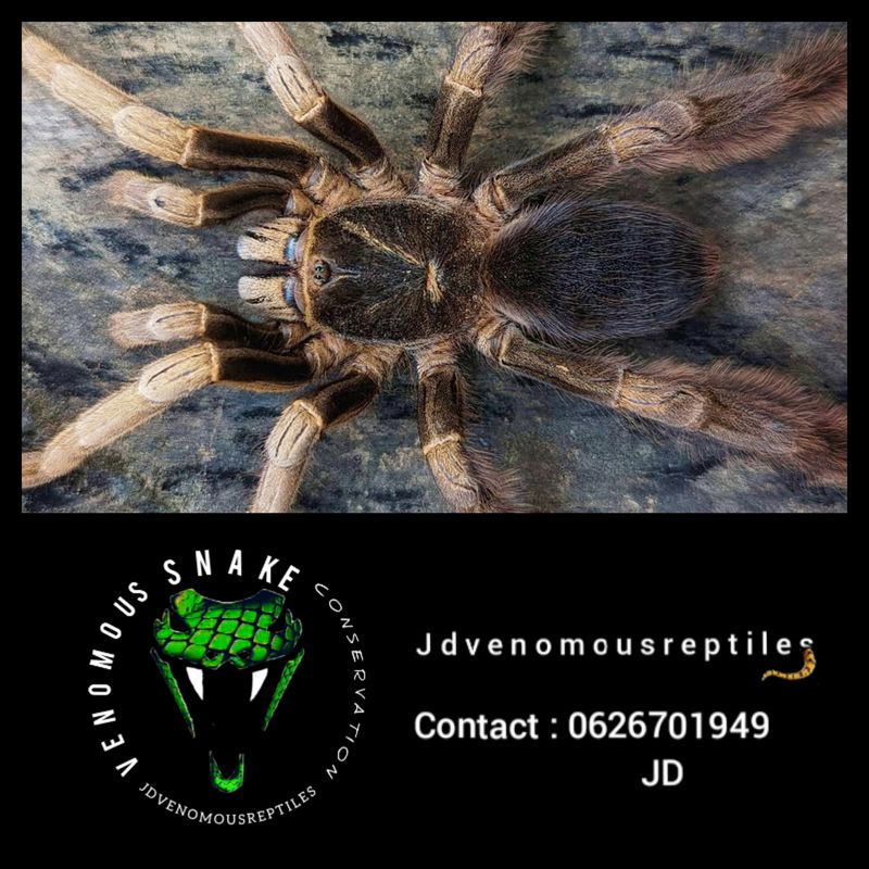 Magnacrus Taynguyenensis