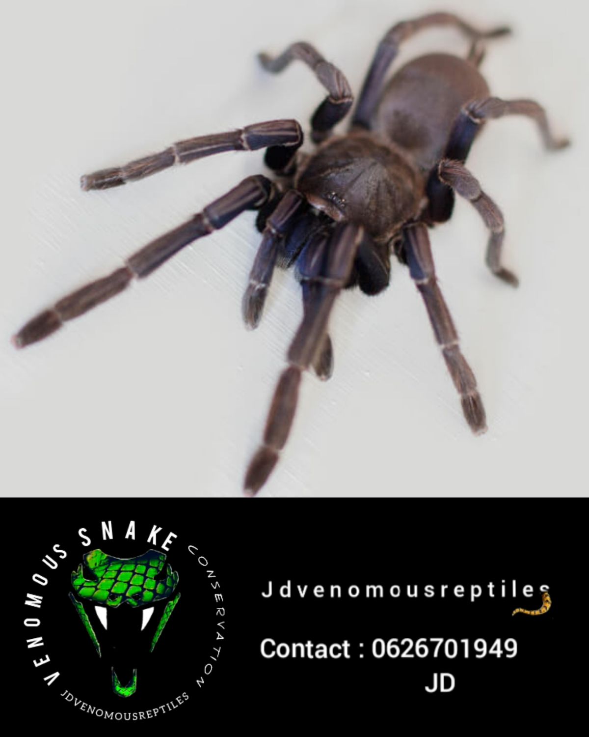 Chilobrachys Cambodia Blue MM