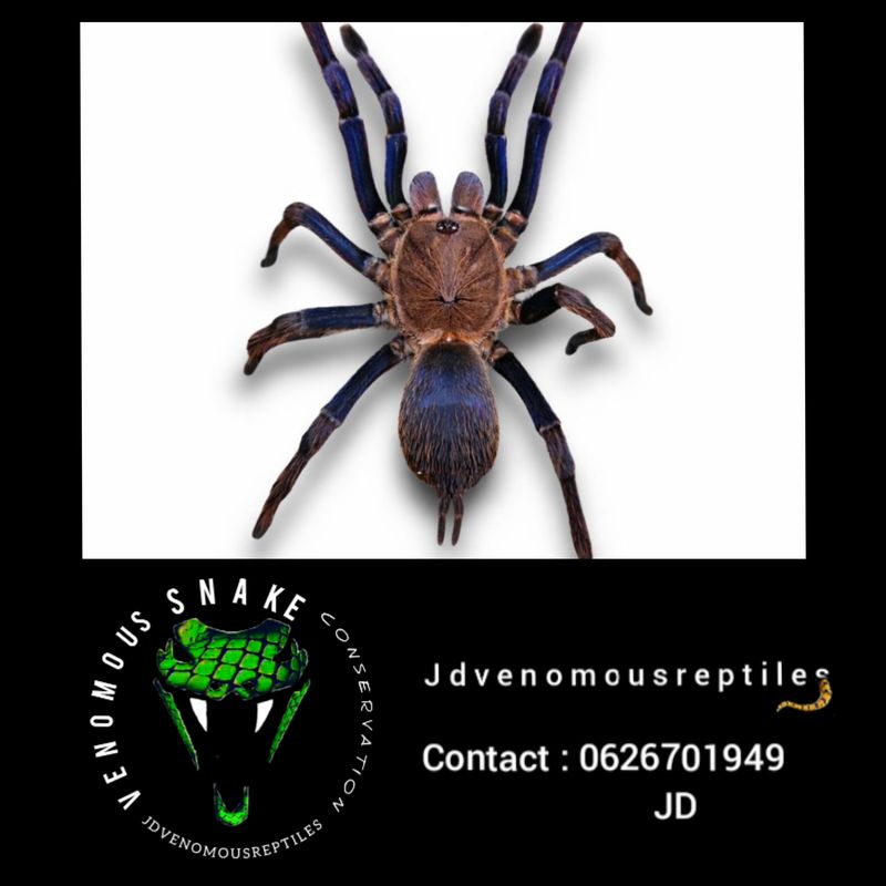 Chilobrachys Sp Alladin