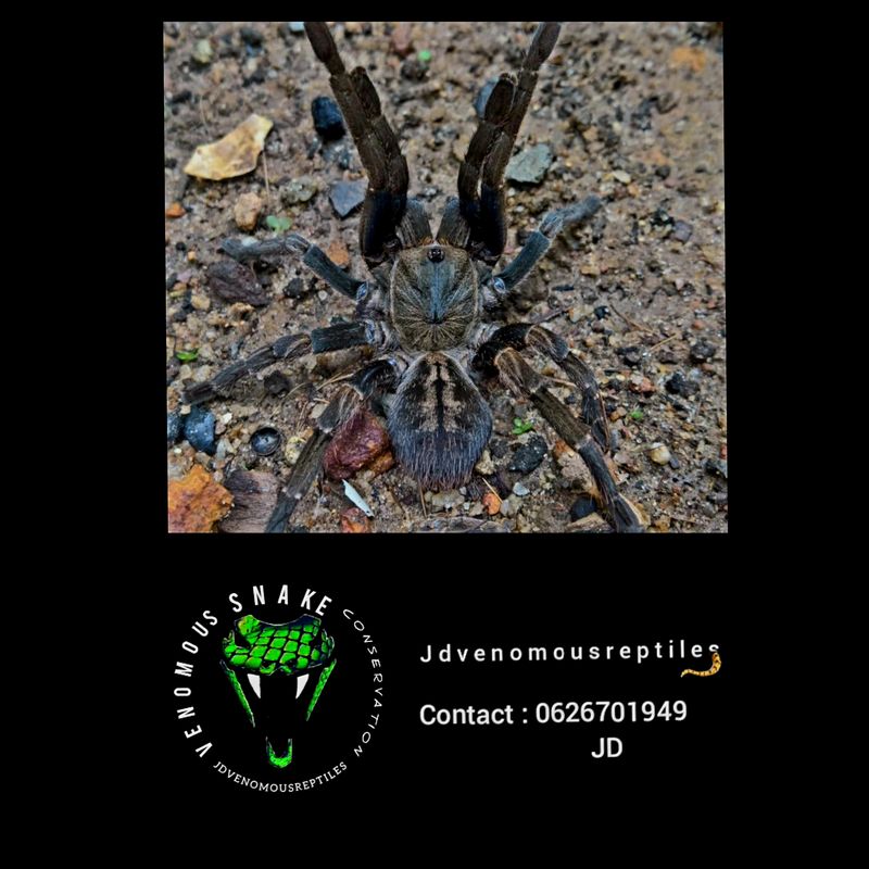Ornithoctoninae Sp Veronica Dwarf