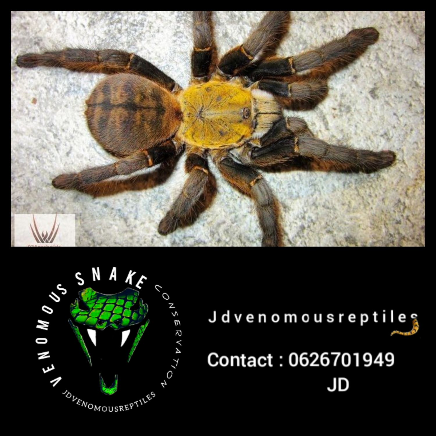 Ormithoctoninae Sp Son La