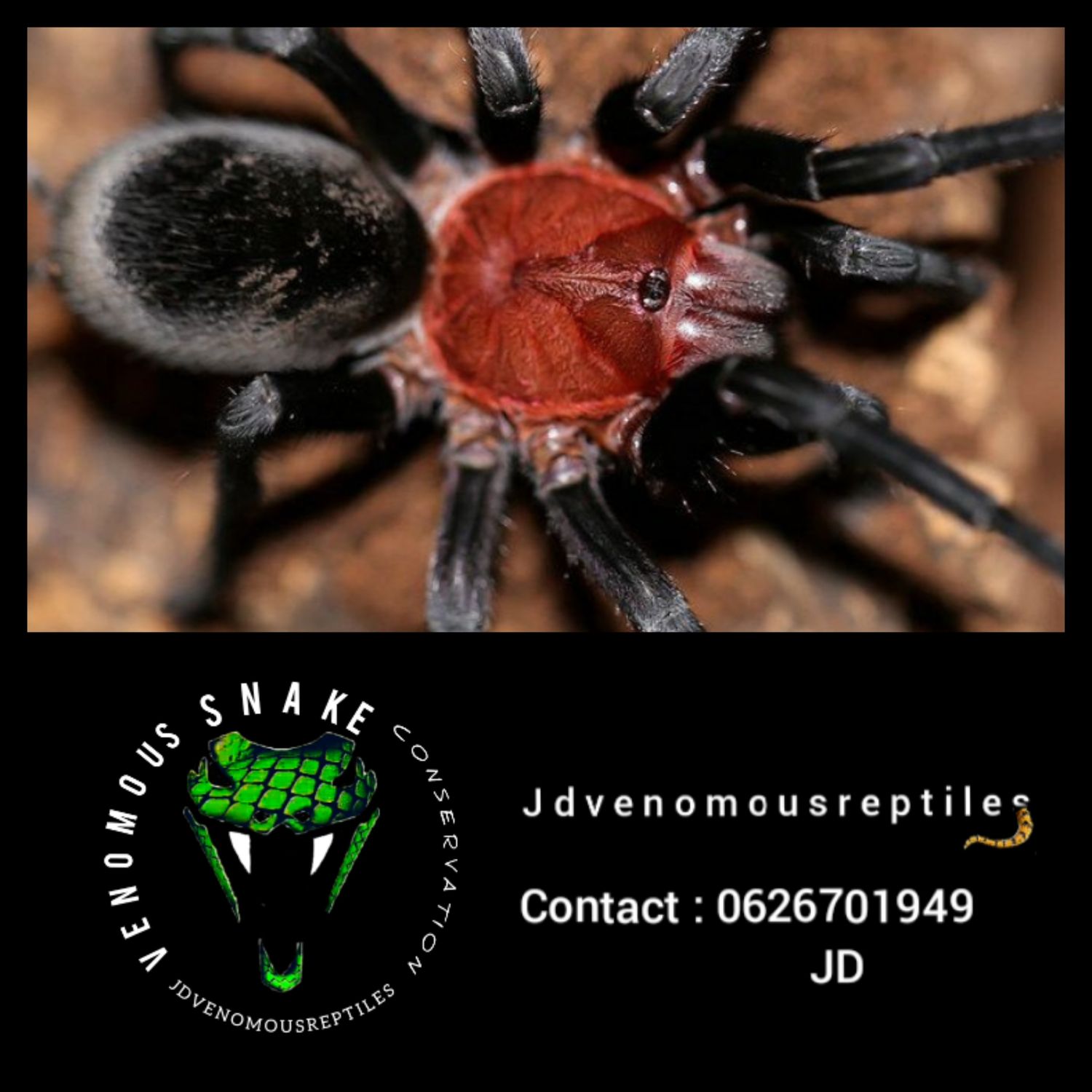 Bumba Horrida Pair