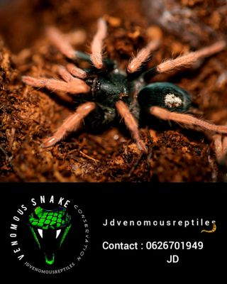 Kociana Brunnipes MF
