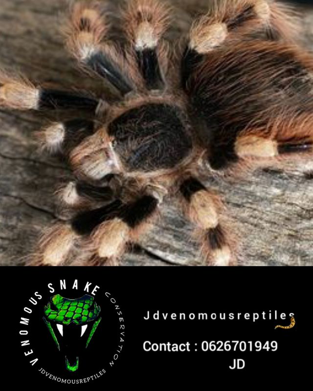 Nhandu Colloratovillosus
