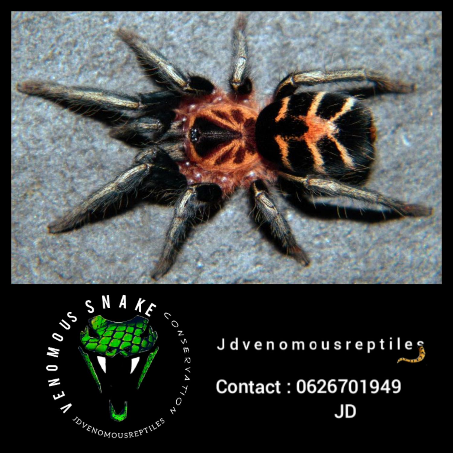 Cyriocosmus Leetzi Pair