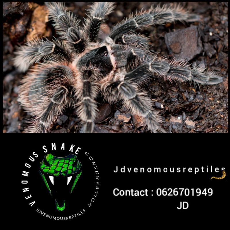 Lasiodora Parahybana Pair