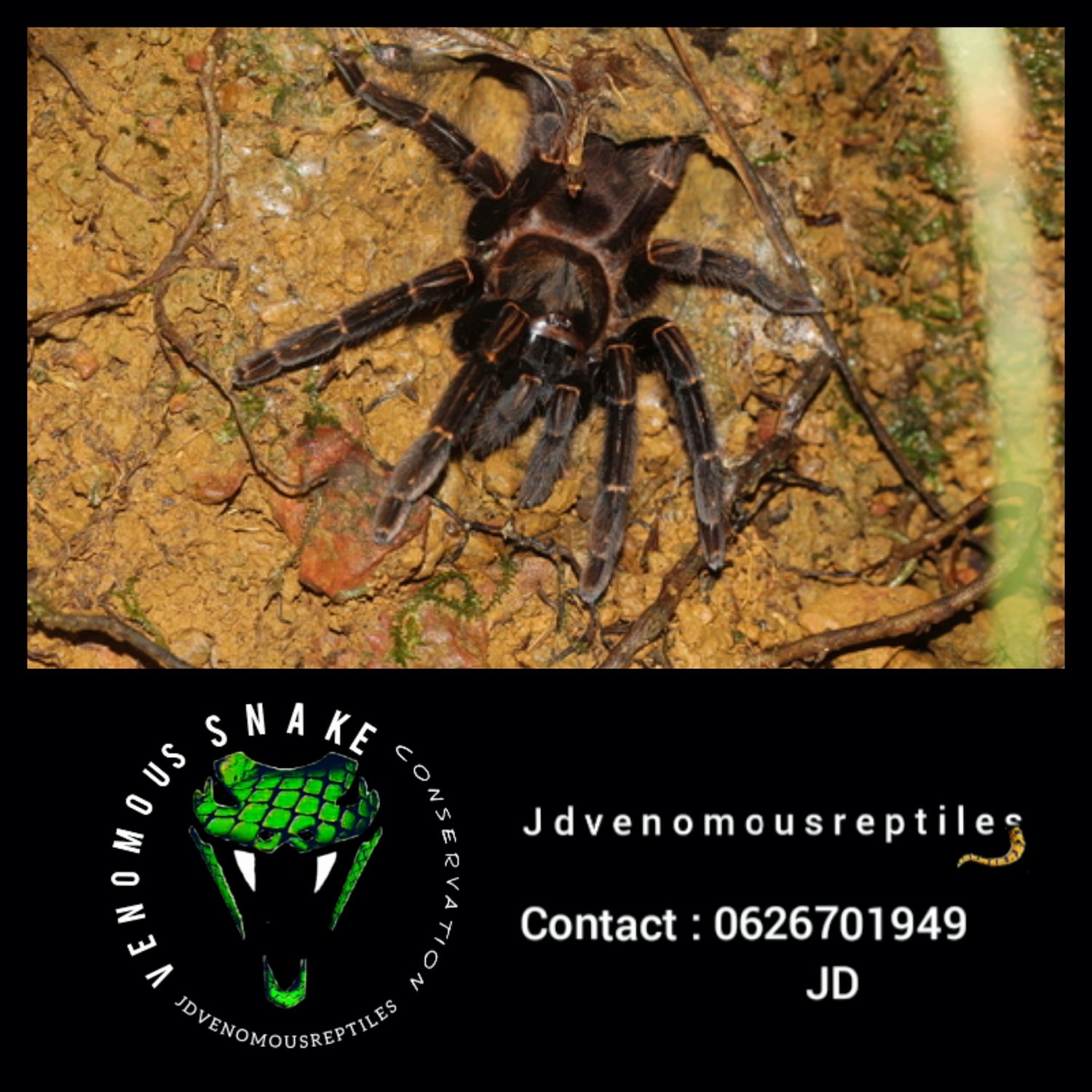 Ephebopus Rufescens
