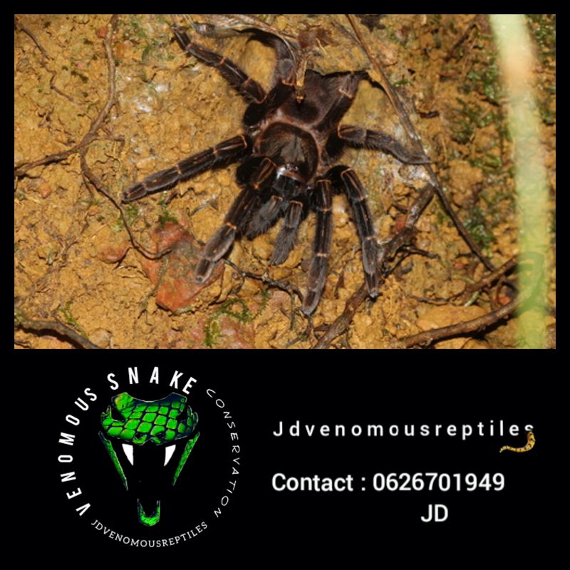 Ephebopus Rufescens