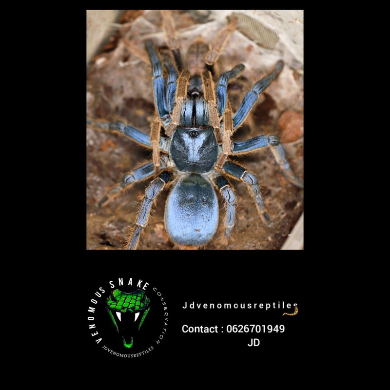 Ornithoctinae Sp. Vietnam Silver Pair