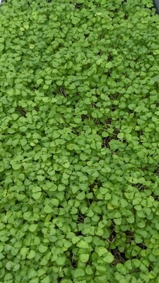 Basil Microgreens (Genovese)