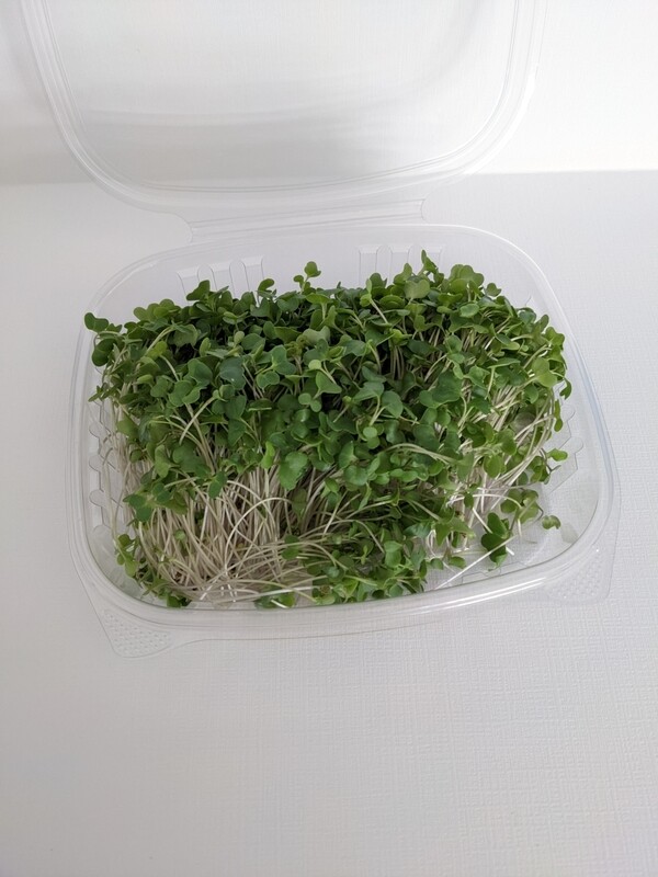 Broccoli Microgreens