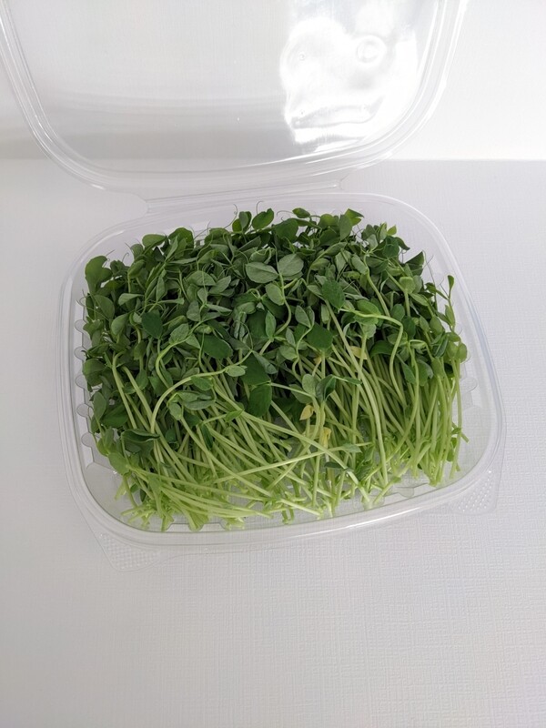 Speckled Pea Microgreens