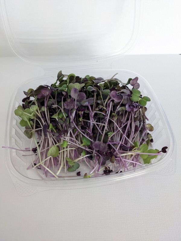 Radish Microgreens
