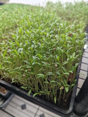 Cilantro Microgreens