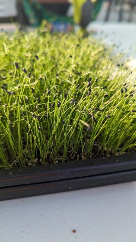 Leek Microgreens 