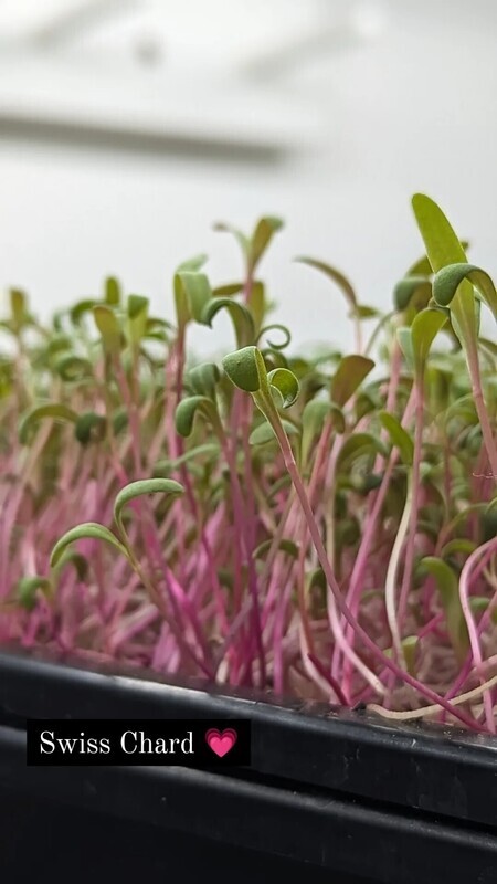 Swiss Chard (Pink)