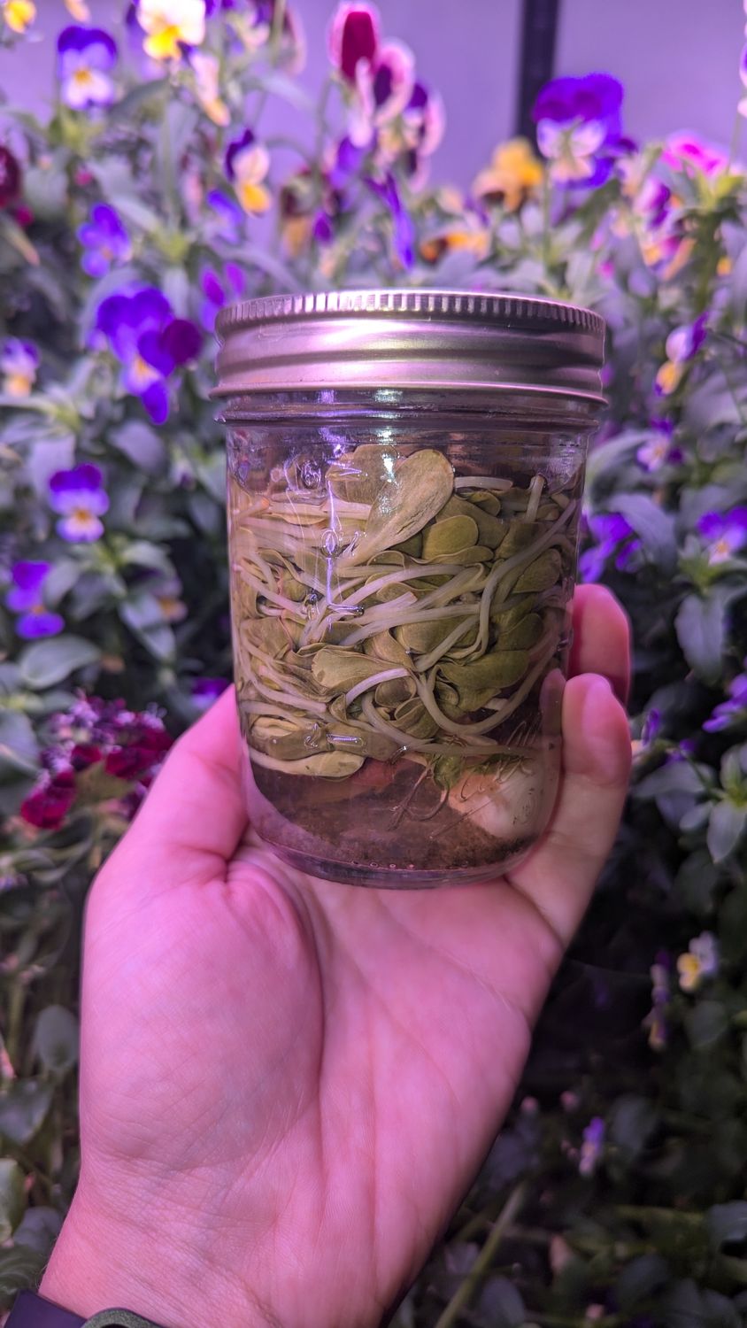 Spicy Dill Sunflower (6oz)